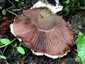 Ízletes csiperke (Agaricus bitorquis), Budapest